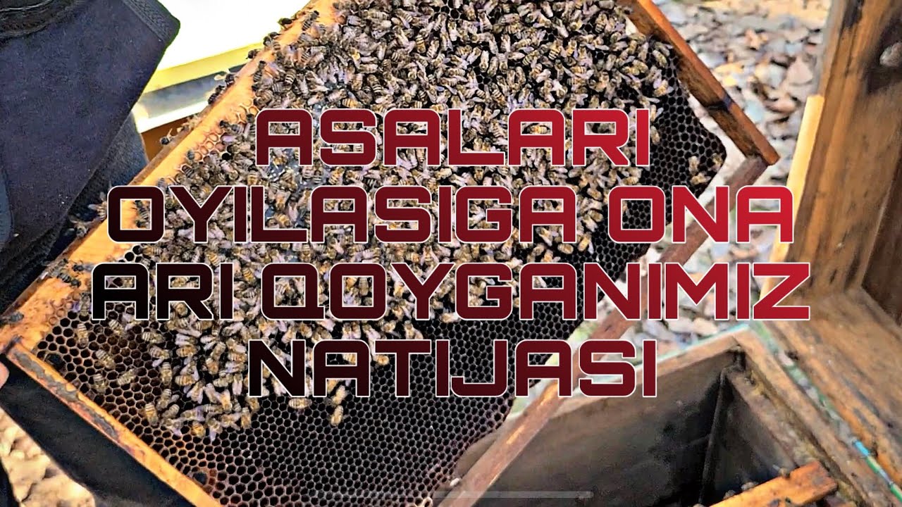 ASALARI OYILASIGA ONA ARI QOYGANIMIZ NATIJASI |24.02.2026