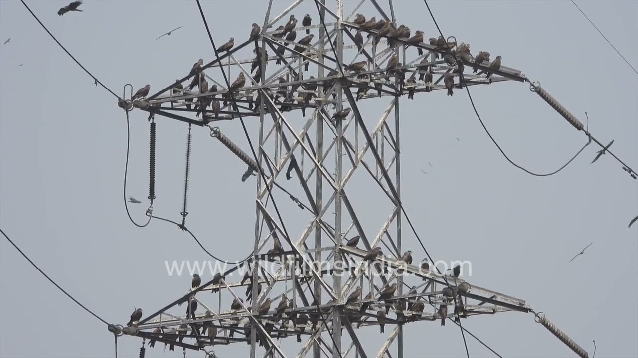 Kites by the thousands sit atop pylons at Gazipur dump yard in Delhi - Asia's largest dump?