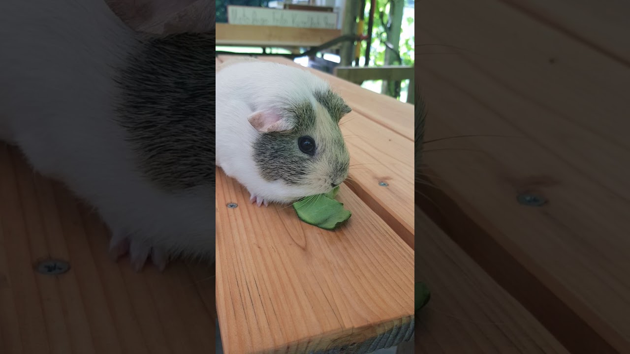 Colin frisst Gurke #meerschweinchen