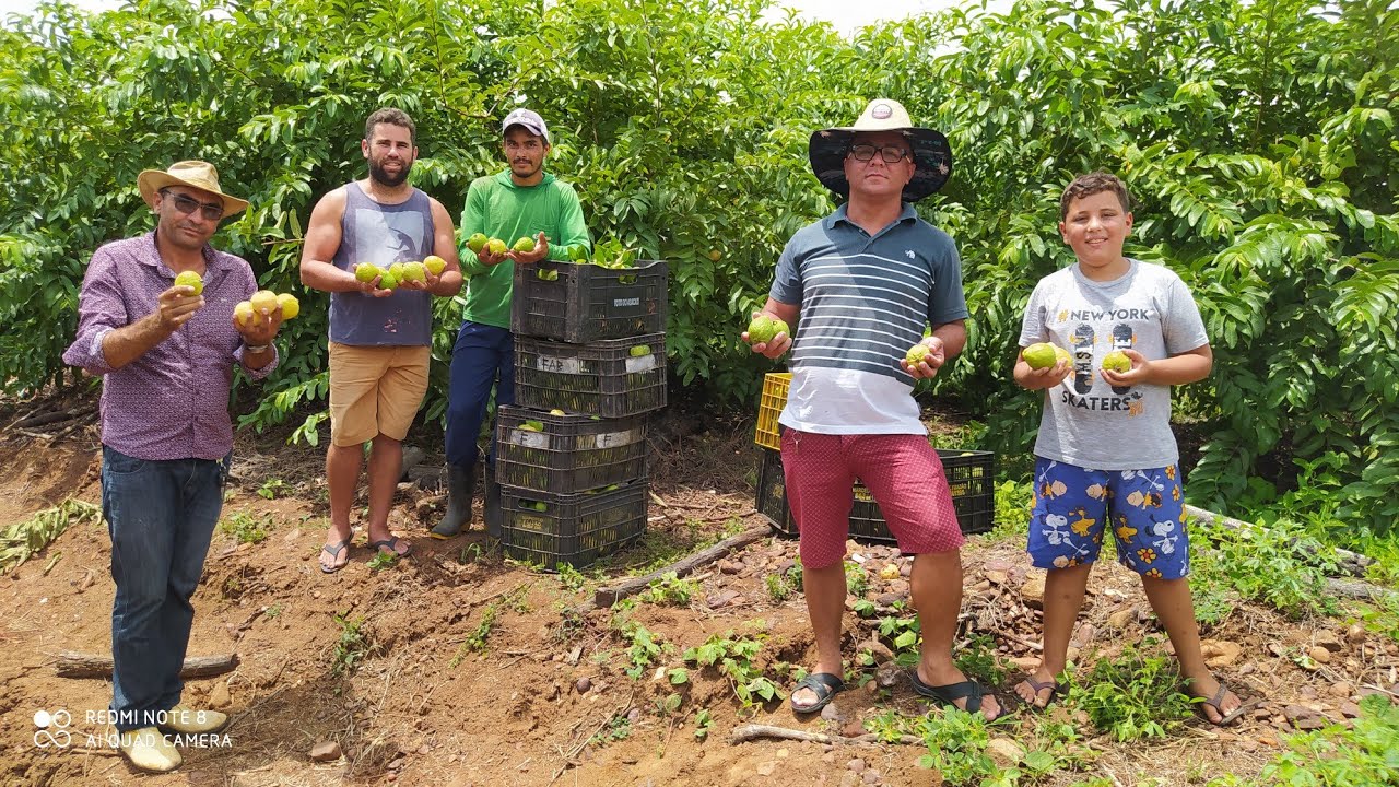COLHEITA DE GOIABA EM MIRANDIBA PERNAMBUCO