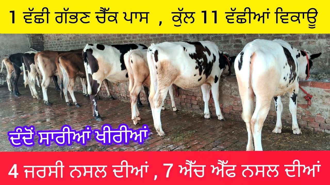 ਗੱਭਣ ਚੈੱਕ ਪਾਸ ਵੱਛੀ ਸਮੇਤ  11 ਜਰਸੀ ਅਤੇ ਐੱਚ ਐੱਫ ਵੱਛੀਆਂ ਵਿਕਾਊ  90564-36982  hf and jersey heifers sale .