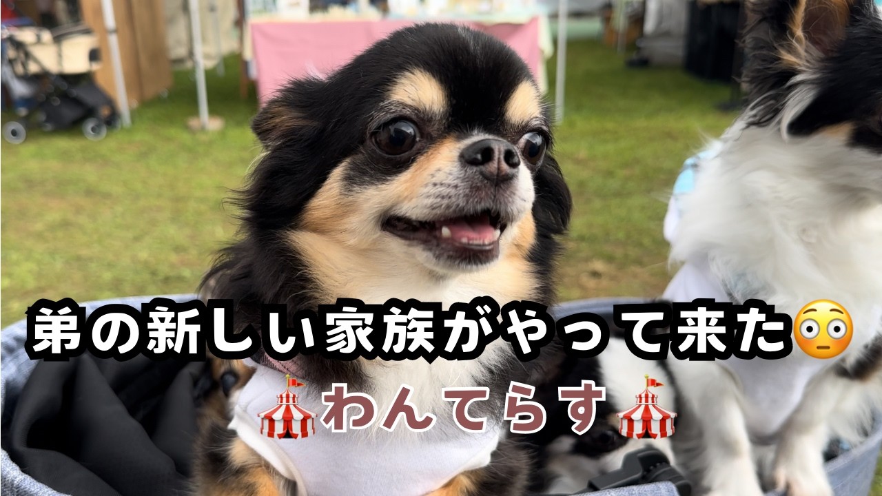 【わんてらす】だれ？新しい家族？ハル（里子）がイベントに遊びに来てくれました♪【チワワ】【Chihuahua】【多頭飼い】【ブラックタン】