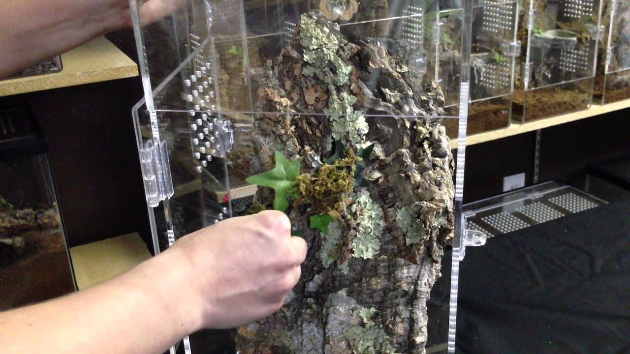 Arboreal Tarantula Enclosure Setup