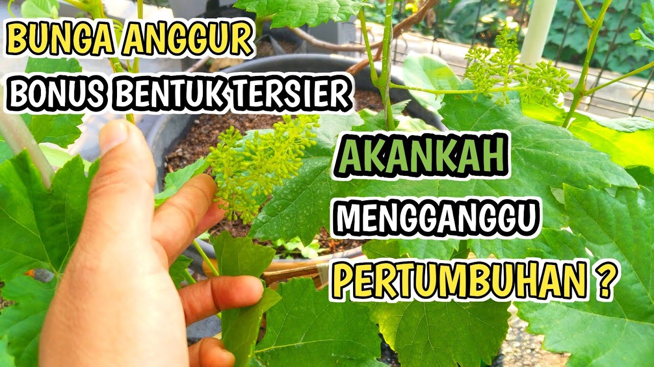 BUNGA ANGGUR BONUS BENTUK TERSIER‼️APAKAH MENGGANGGU PERTUMBUHAN❓#trending1