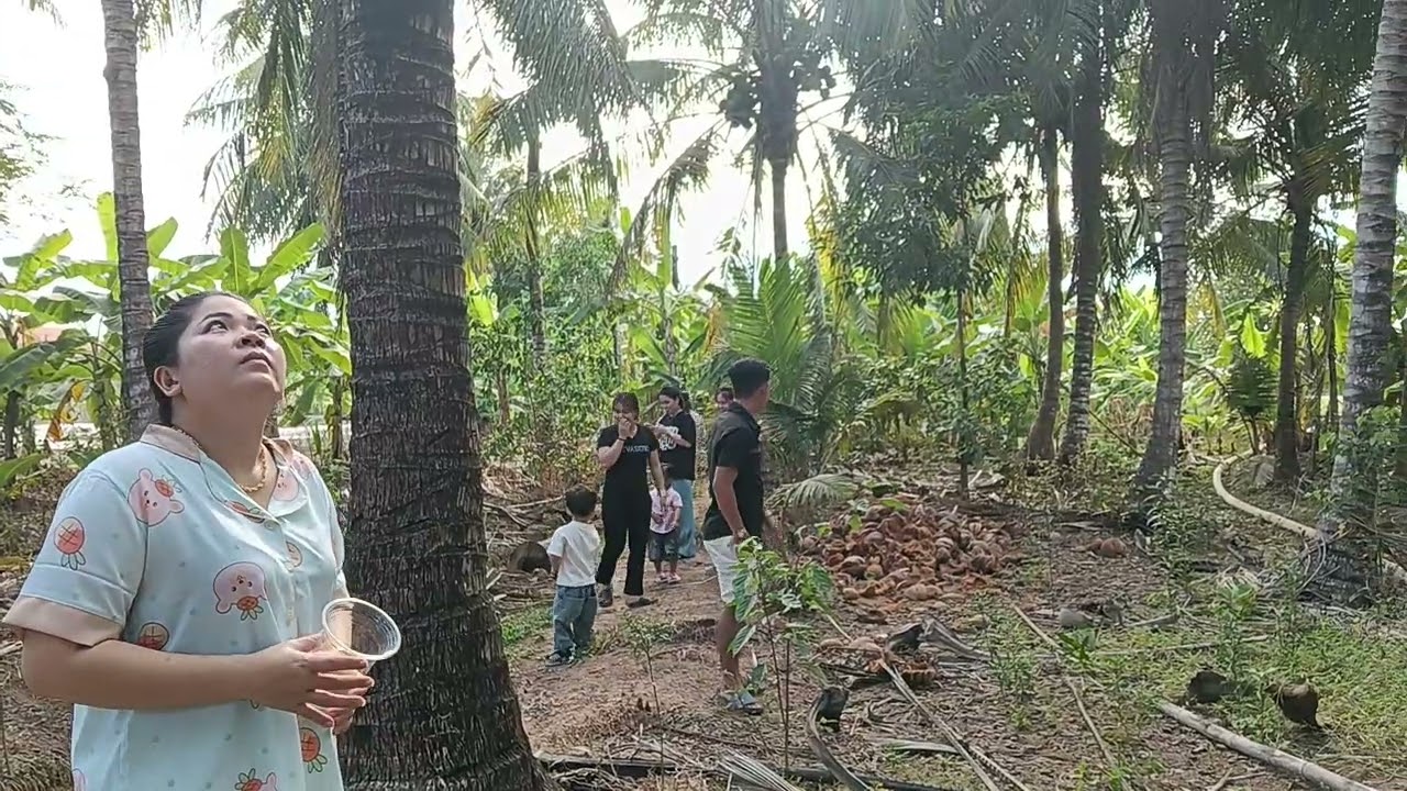 Đi hái dừa