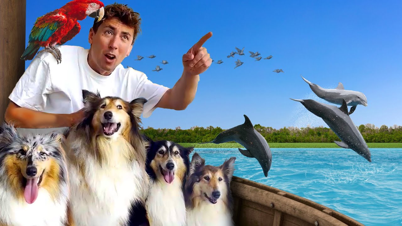 I MIEI CANI INCONTRANO i DELFINI *e altri 100 animali