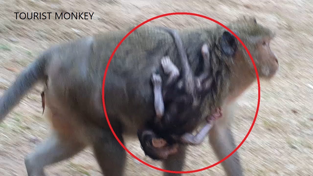 Very sad for newborn baby Maddix, Big weaning from Mom, Mum not nurse, Fall down to the ground,