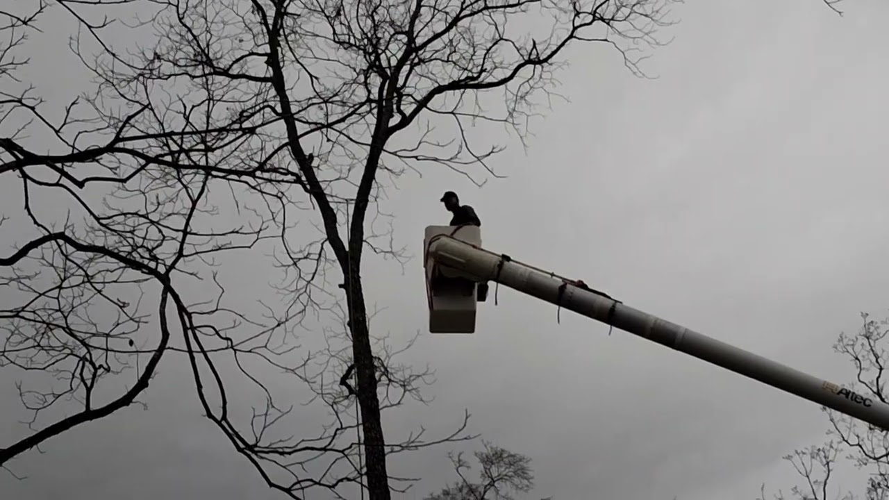 Asi la historia  de estos arboles. Cortados 