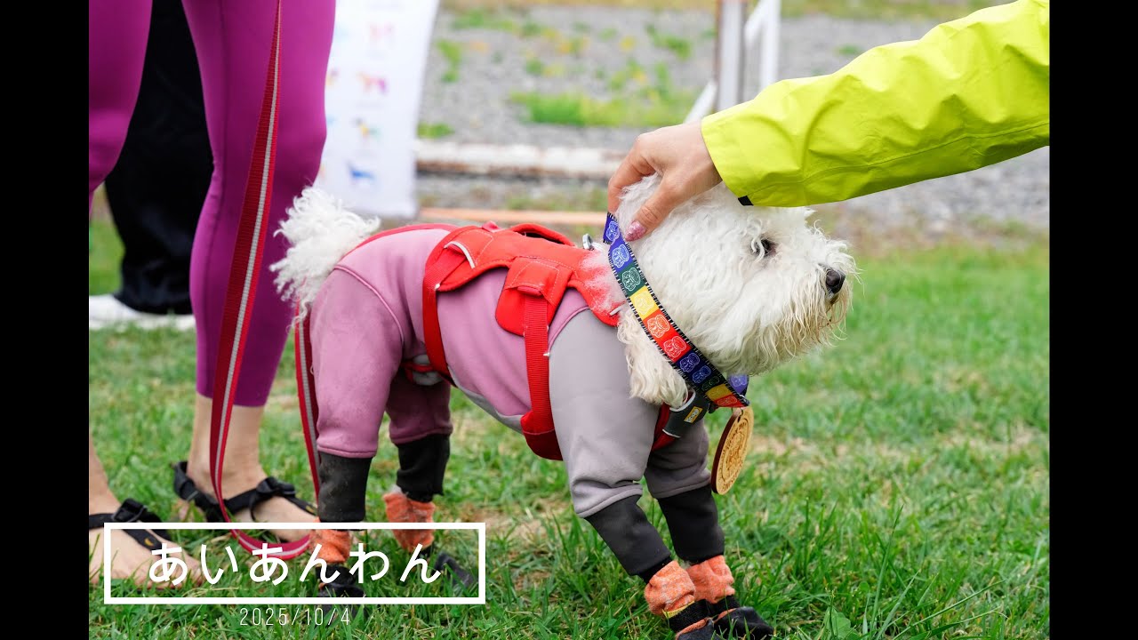 あいあんわん