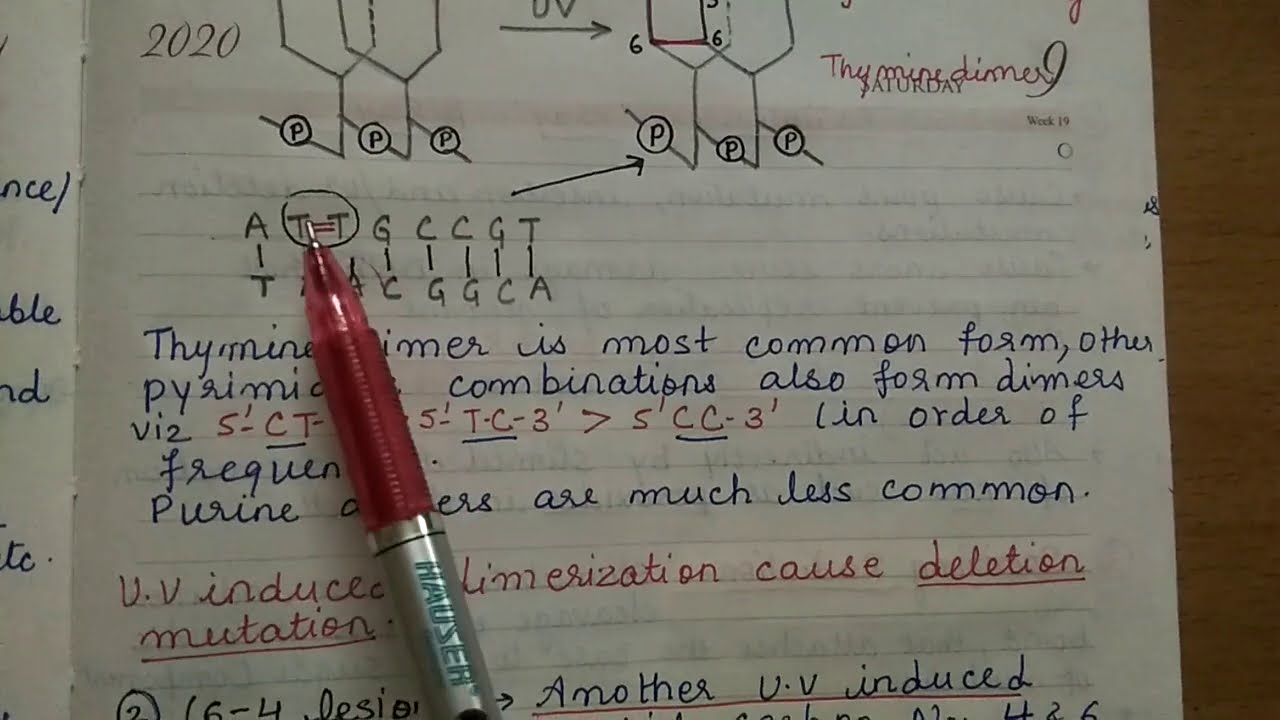Mutagens and its types