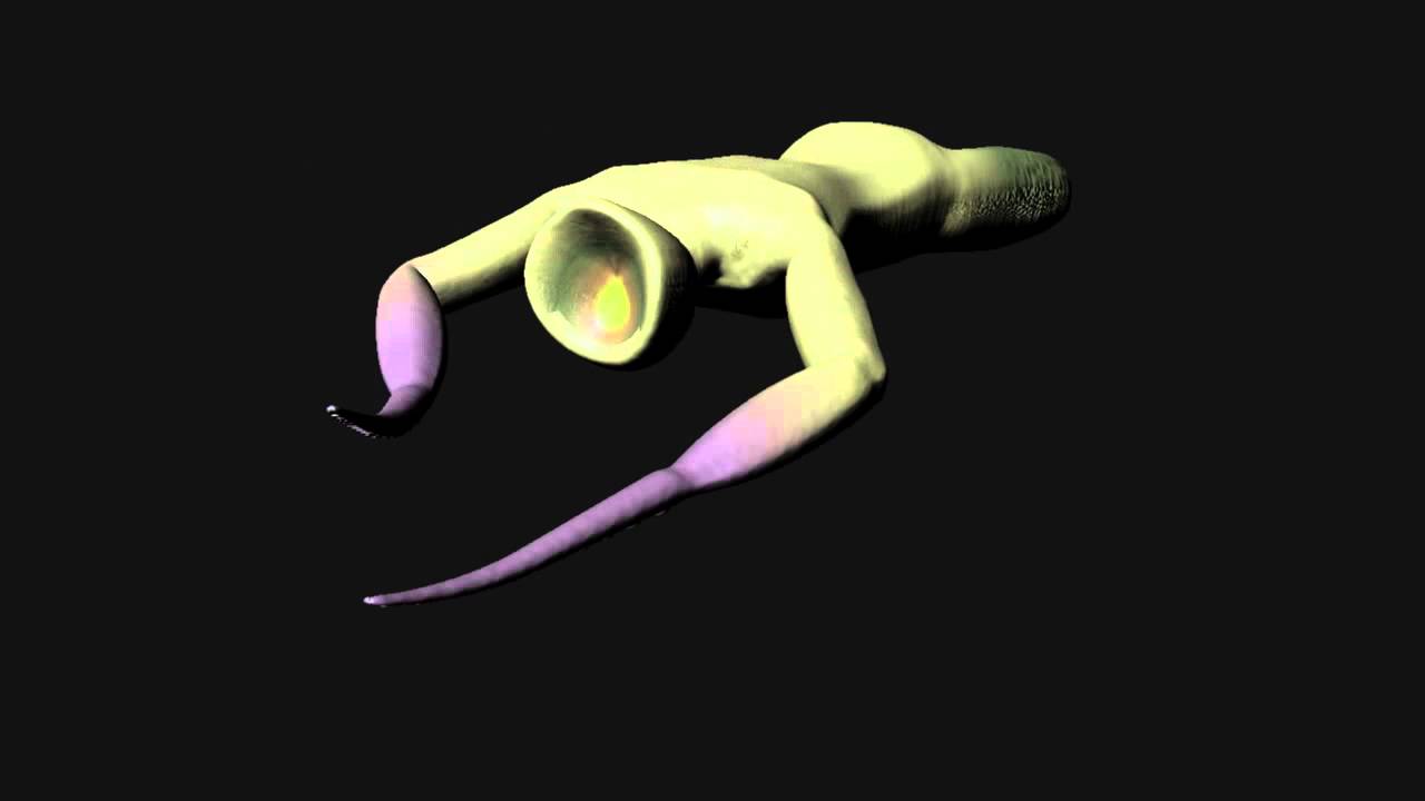 Basic Rigging