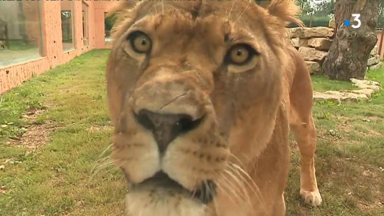 Zoo de Fitilieu : dans les coulisses du Domaine des fauves