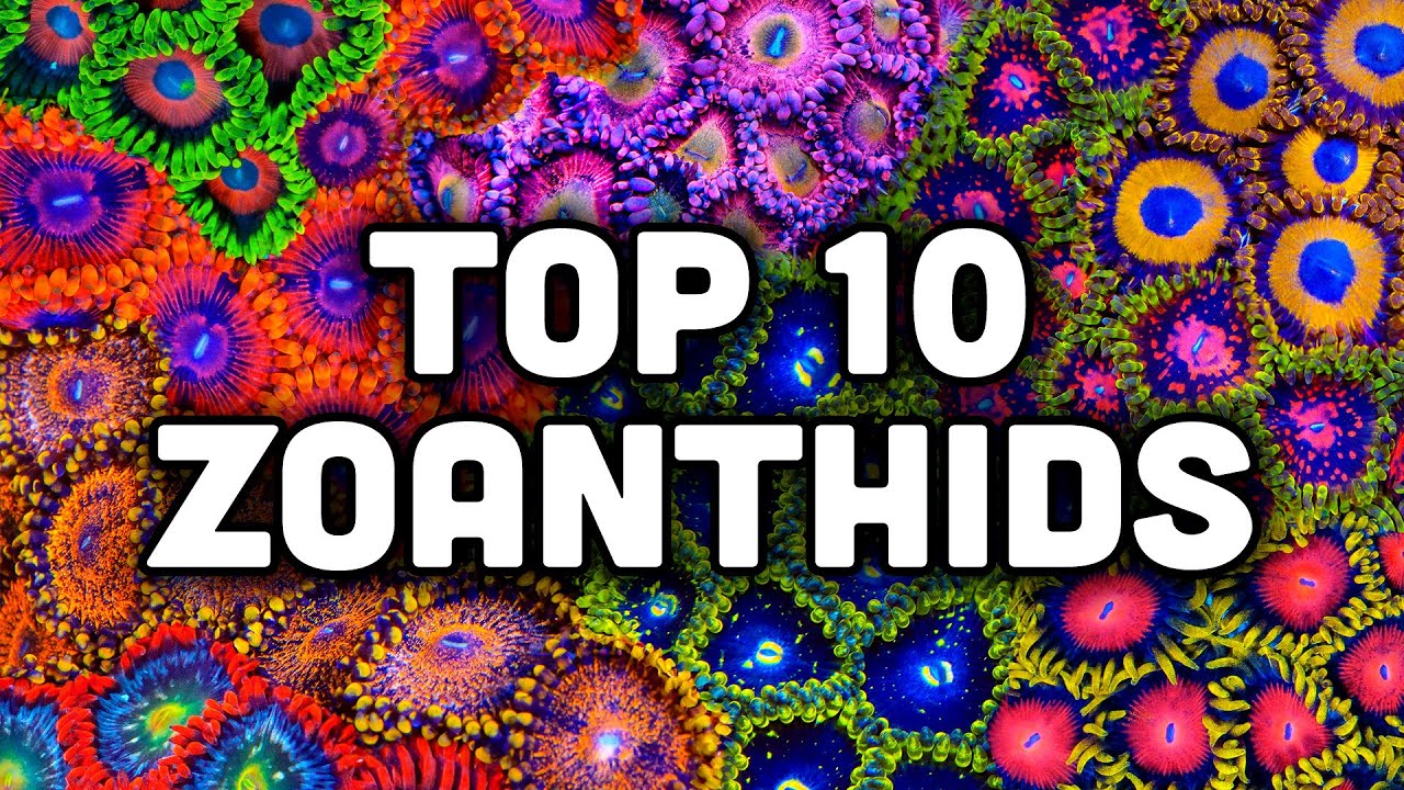 10 лучших зоантид от TSA!