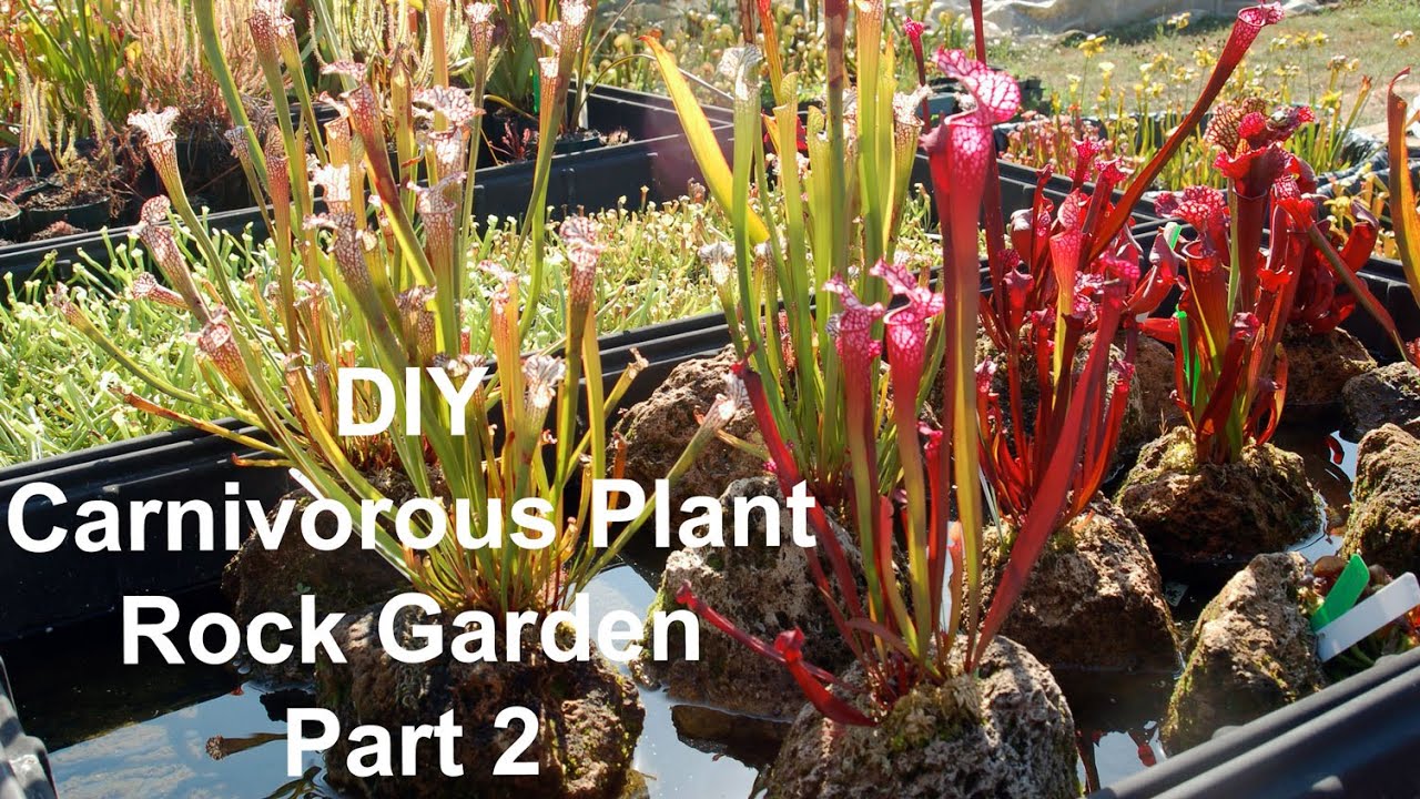 DIY Carnivorous Plant Rock Garden - Part 2
