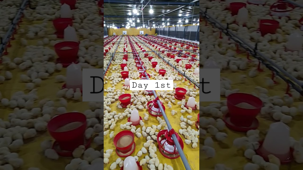 poultry farm day 1