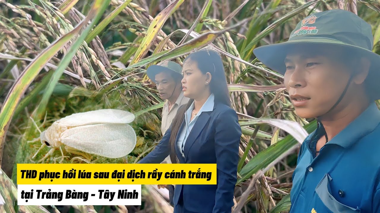 THD Phục Hồi Lúa Sau Đại Dịch Rầy Cánh Trắng Tại Trảng Bàng - Tây Ninh