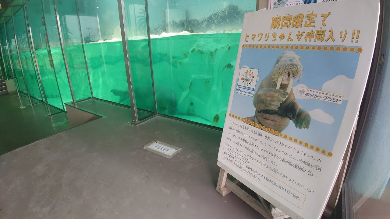 嫁入り中のヒマワリちゃん  南知多ビーチランド  24.03.25