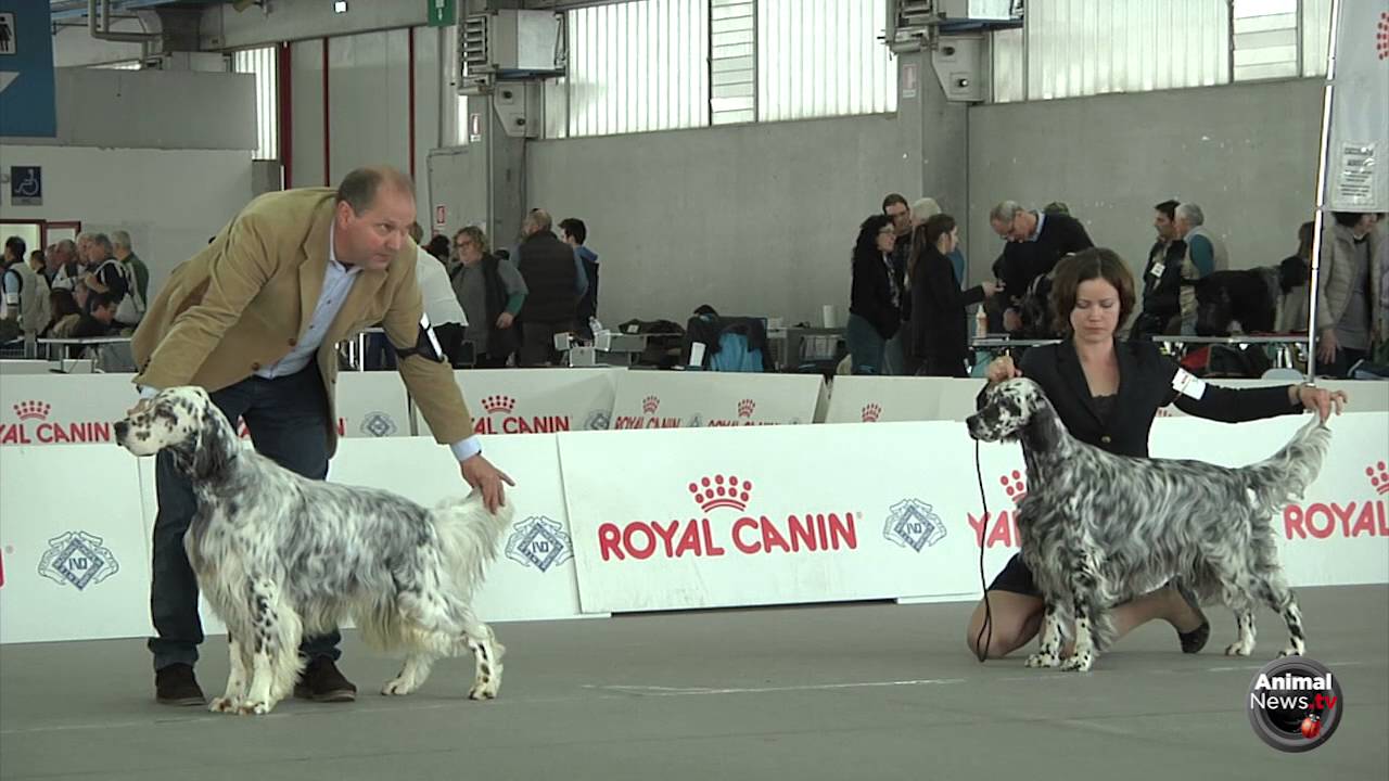 Montichiari 2016 -  Setter Inglese Femmine