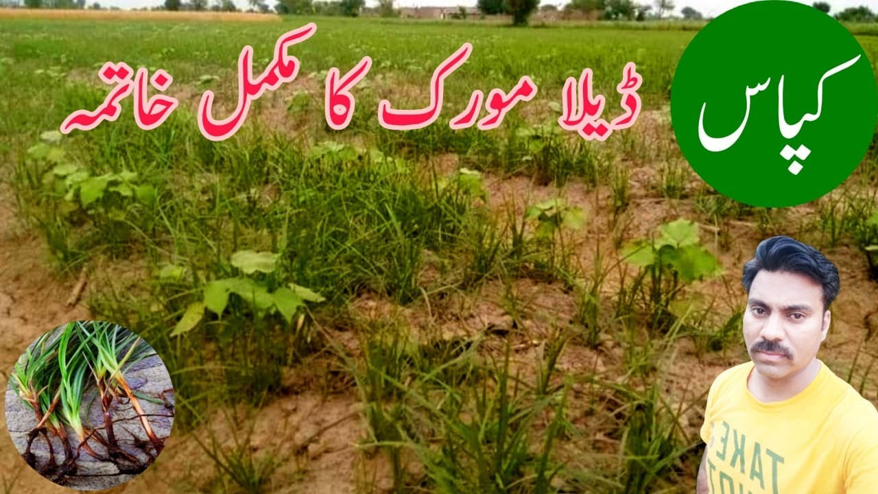 How to control Deela or Murak weed in cotton field |Best herbicide against Cyperus rotundus