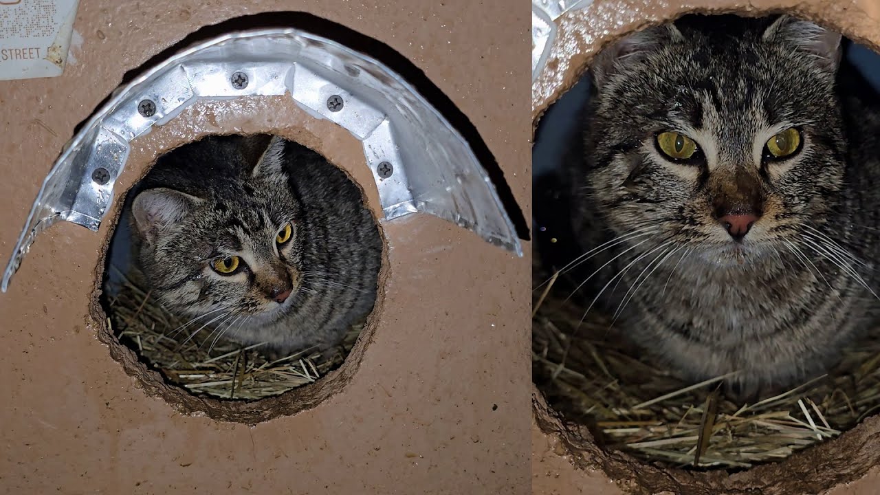 Heavy Rain and -6°C Cold ❄️🌧️ | Checking on Forest Kittens During a Freezing Winter Storm