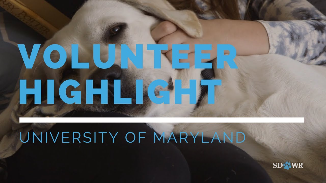 Volunteer Highlight: University of Maryland Service Dog In Training Raisers