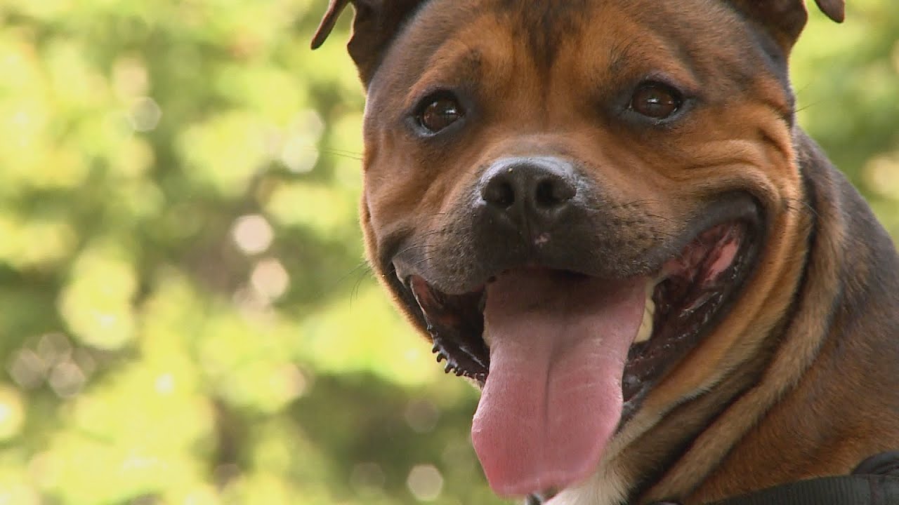 La race du Staffordshire Bull Terrier