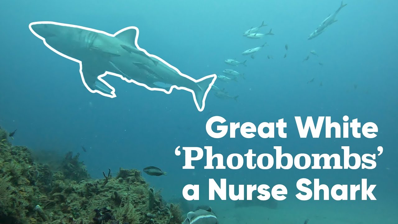 Great White Photobombs a Nurse Shark