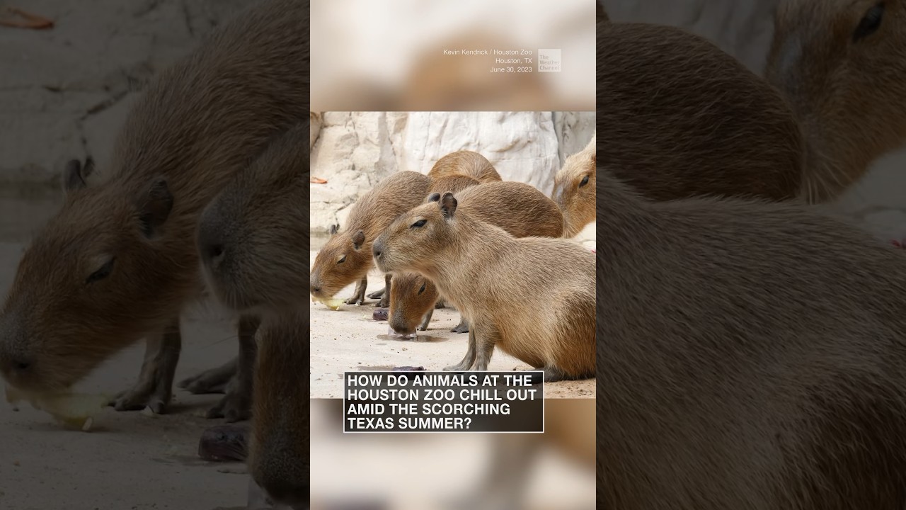 Here&rsquo;s how zoo animals keep cool in a heat wave | #shorts #newvideo #trending #subscribe #weather