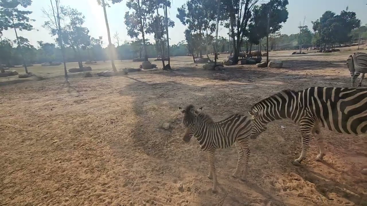 Antelopes, VinPearl Safari, Phu Quoc, Vietnam 🇻🇳