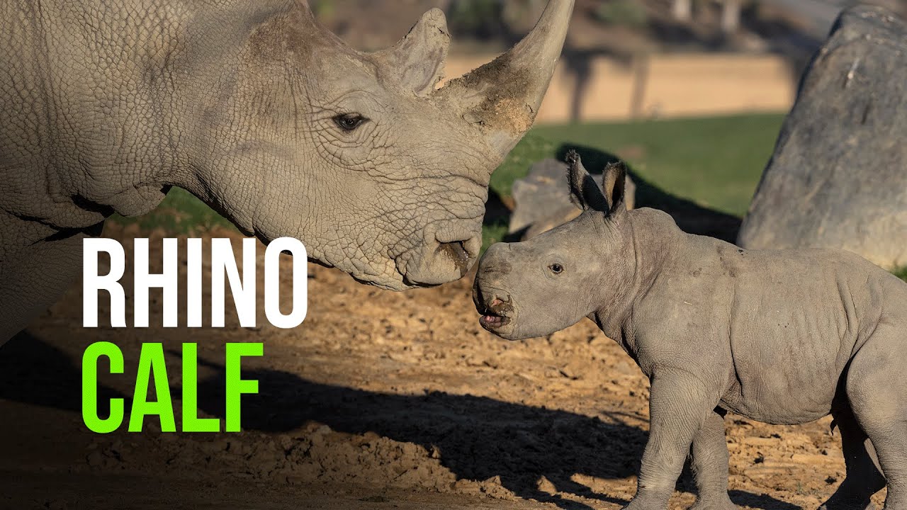 San Diego Zoo Wildlife Alliance Boosts Rhino Conservation Efforts With Threatened Rhino Calf Birth