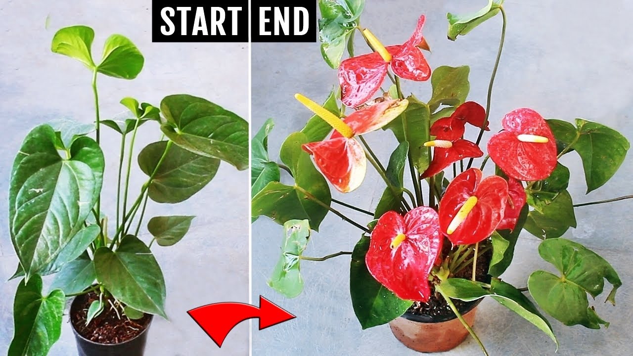 Anthurium not blooming? Copy my recipe & get more flowers EASILY