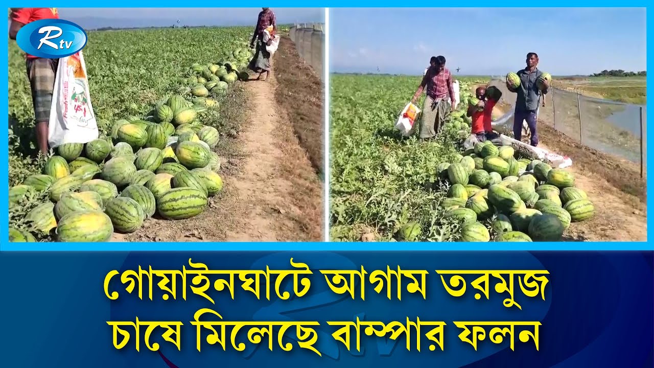 সিলেটের গোয়াইনঘাটে আগাম তরমুজ চাষে মিলেছে বাম্পার ফলন | Rtv News