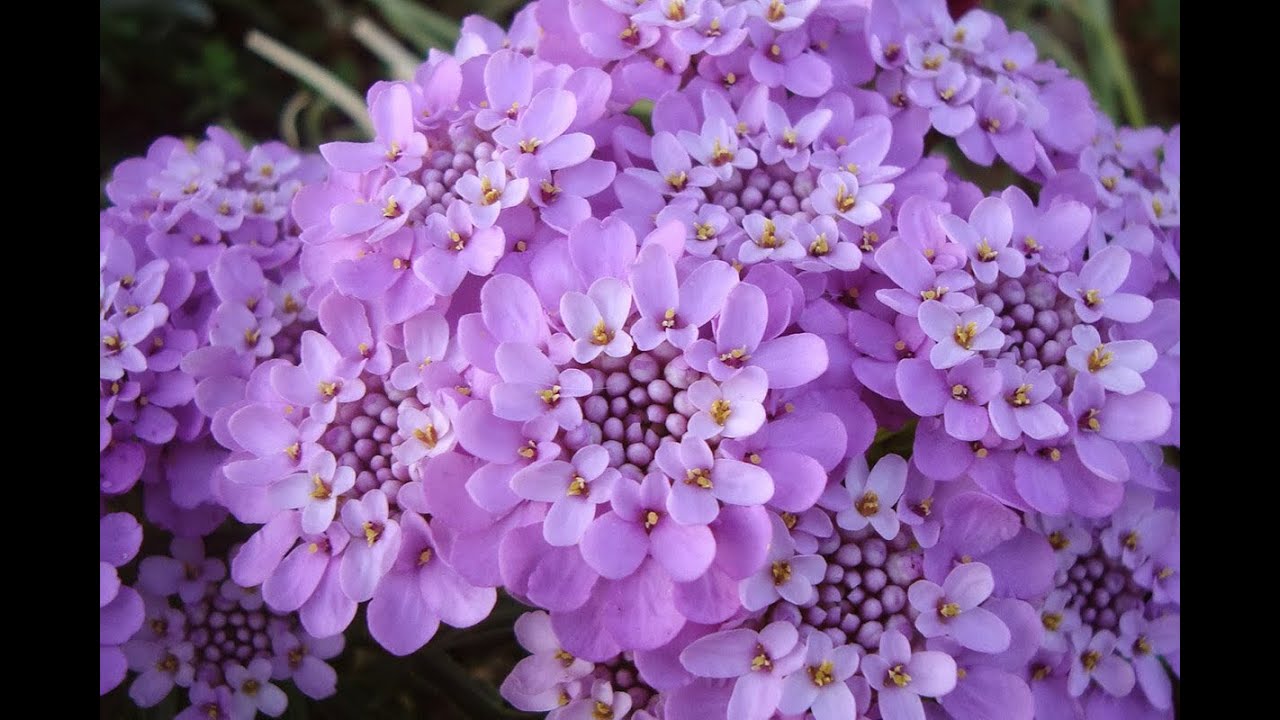МНОГОЛЕТНИЕ ❗ Почвопокровные ЦВЕТЫ 💕 которые ПОКОРИЛИ Мое Сердце 😍