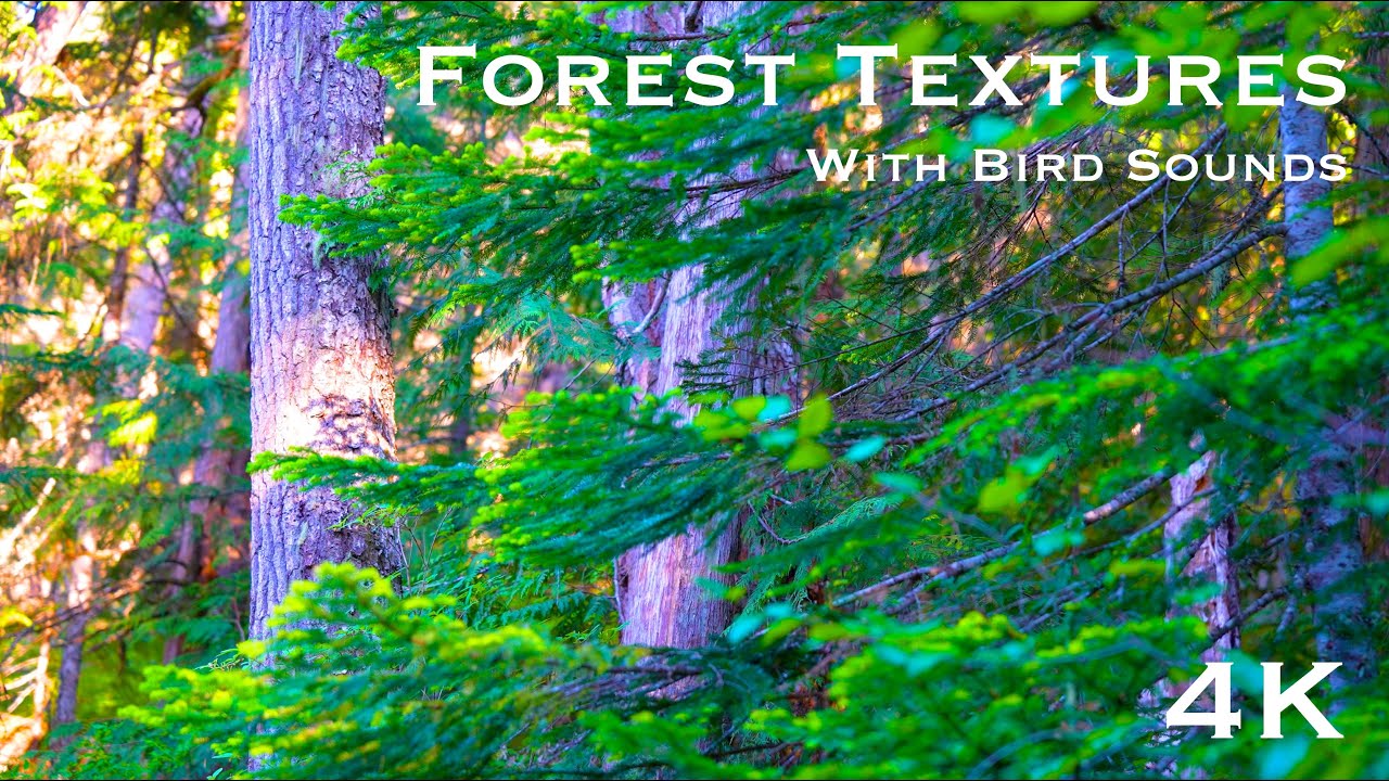 4K Forest Textures for Study, Focus, Relax | 3 Hours of Bird Sounds