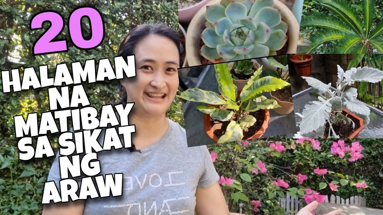 PLANTS THAT CAN THRIVE IN DIRECT SUNLIGHT || MGA PANG SUMMER PLANTS