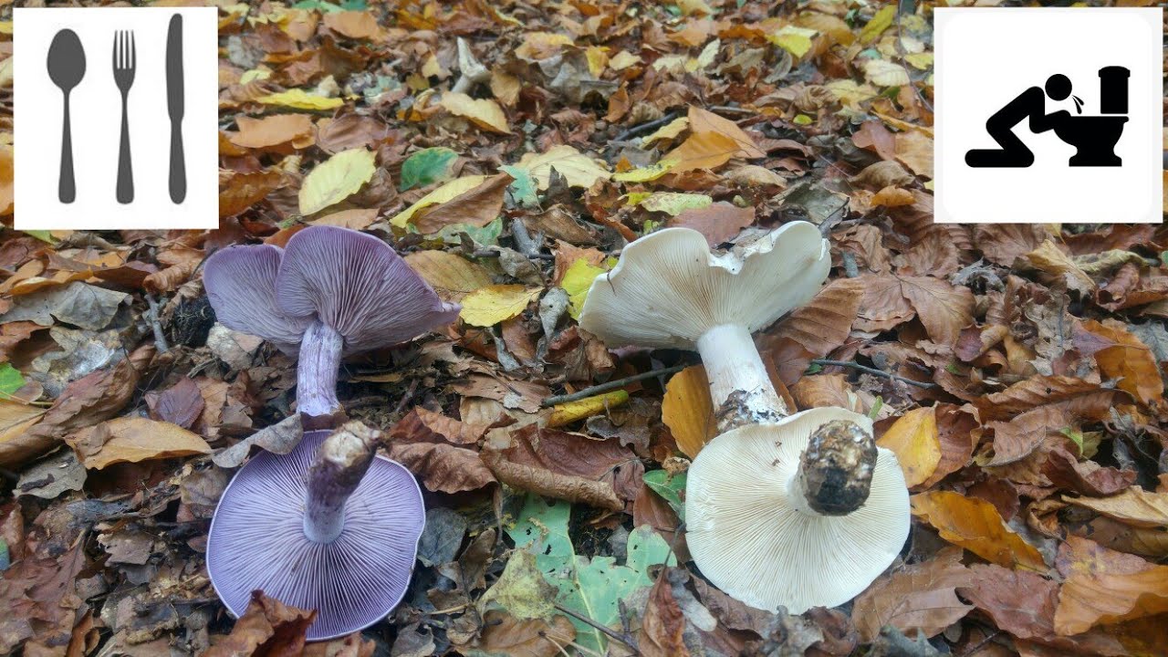 Por&oacute;wnanie: Gąs&oacute;wka fioletowawa&nbsp;(Lepista nuda) vs  Lejk&oacute;wka szarawa&nbsp;(Clitocybe nebularis)