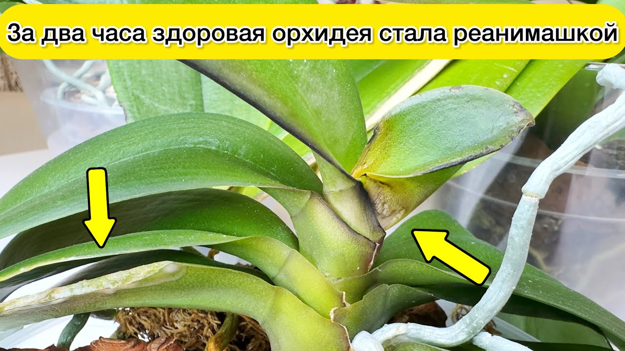 Как потерять орхидею за 2 часа? Сухие и Мокрые пятна на листьях орхидеи.