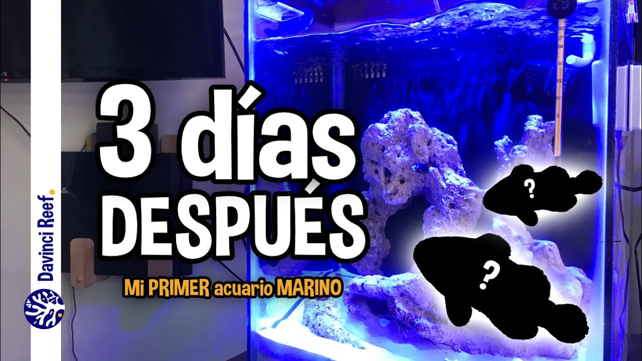 Ciclado de mi Acuario Marino con Roca Muerta y Arena Fina - Resultado de montar mi acuario marino