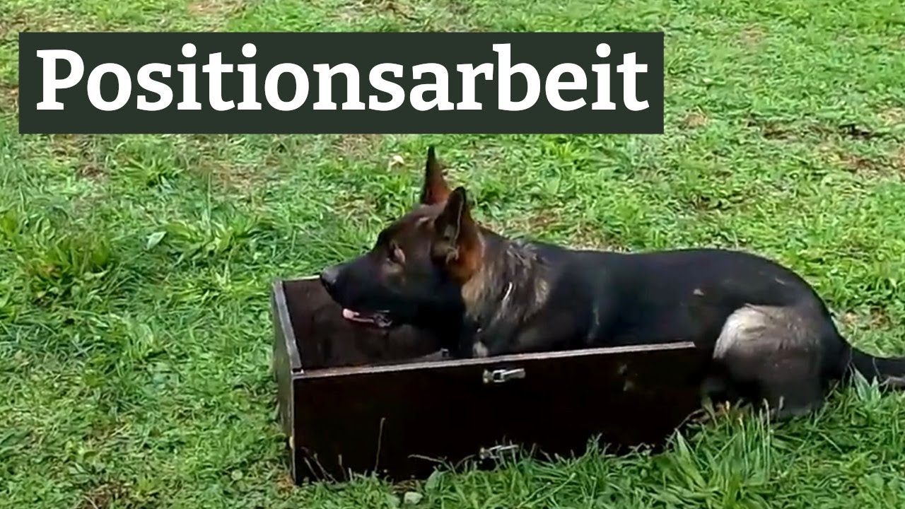 Positionsarbeit im Hundetraining - Was ist das jetzt schon wieder?