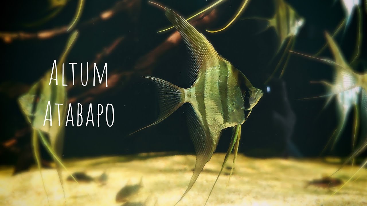 Altum Atabapo
