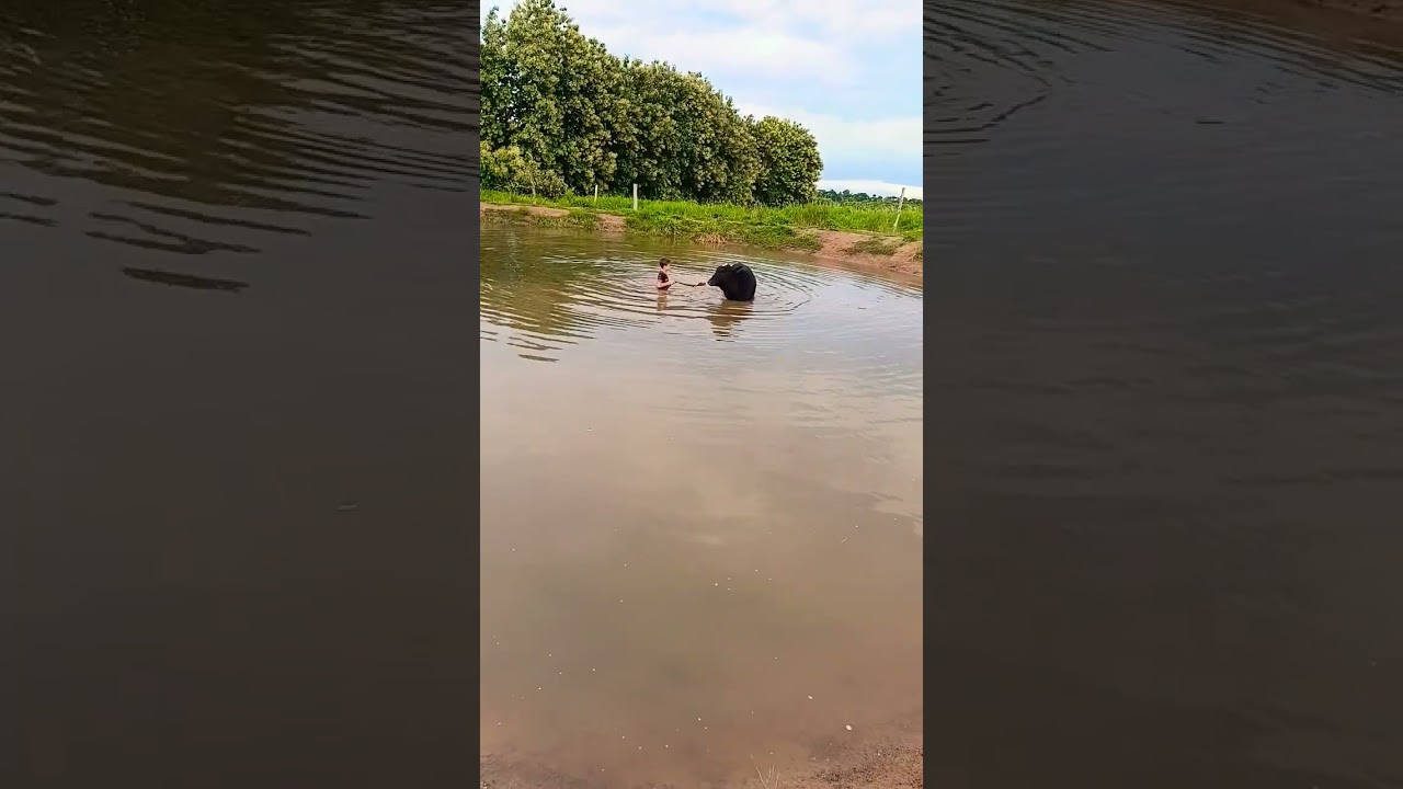 dando banho no berrante dentro da represa