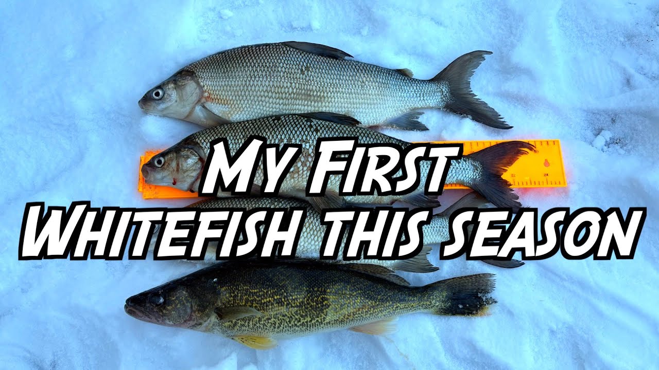 My first whitefish this season