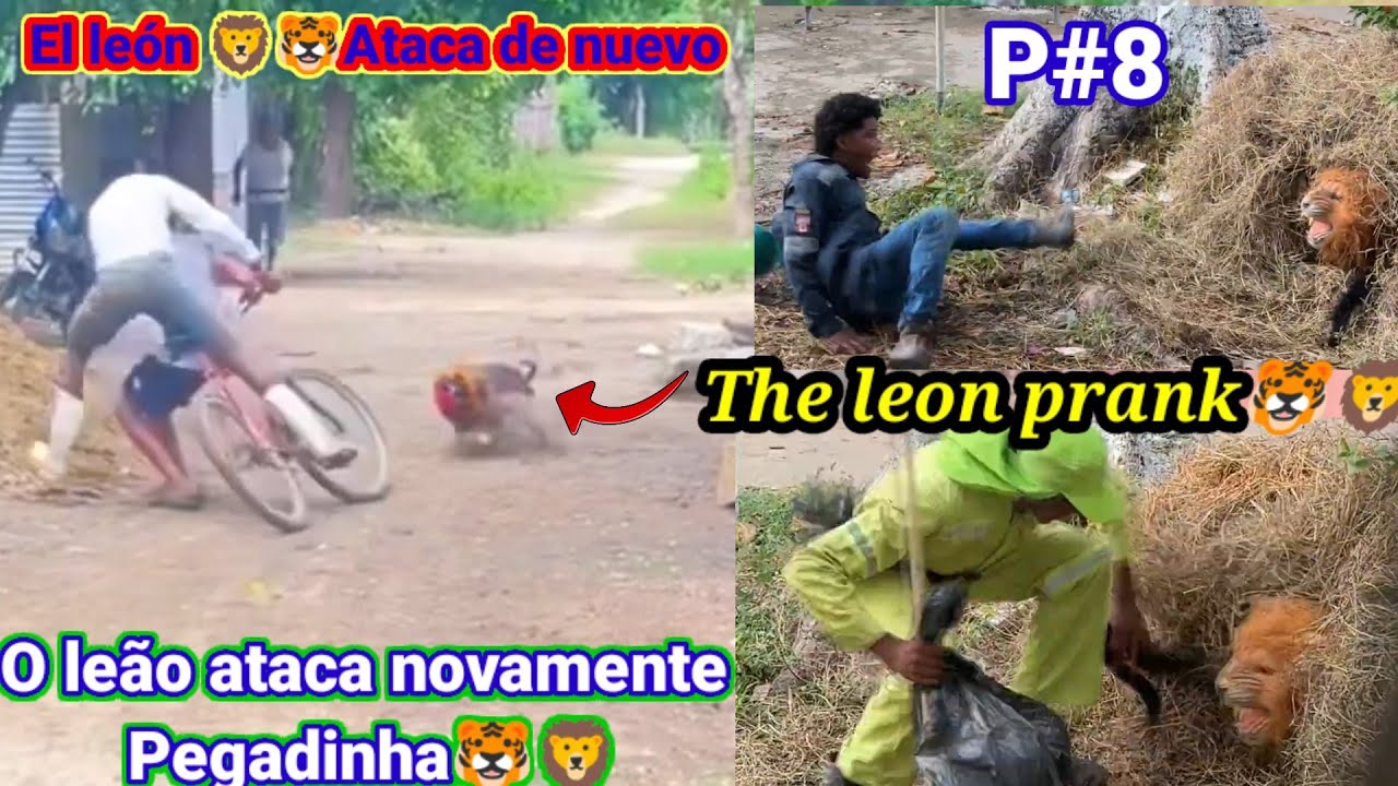 El león ataca de nuevo / O leão ataca novamente Pegadinha /The lion attacks again