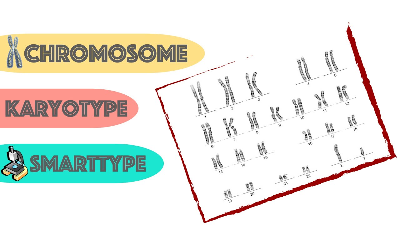 Chromosome Analysis with SmartType | Cytogenetic