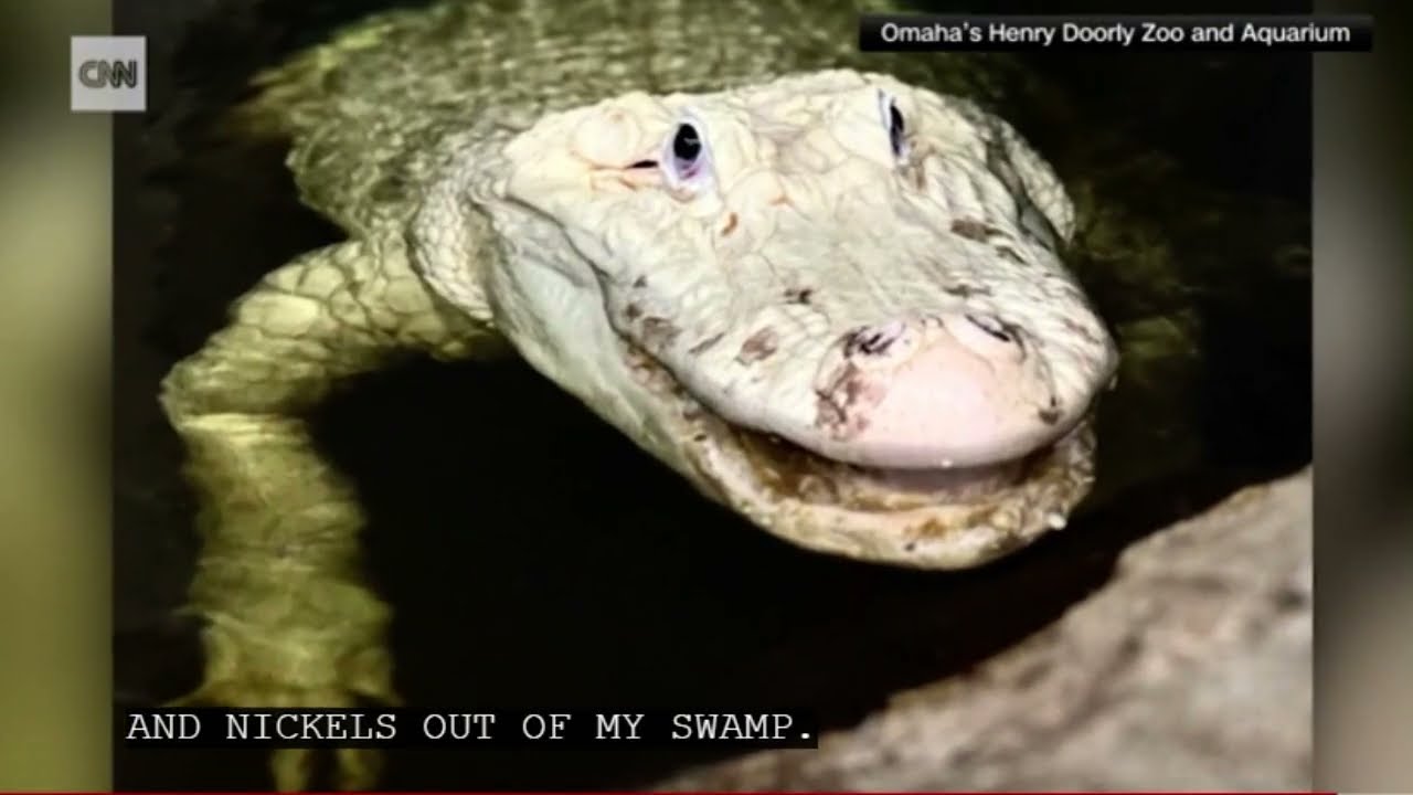 CNN NEWS, ZOO PULLS 70 COINS OUT OF ALLIGATORS STOMACH 0227