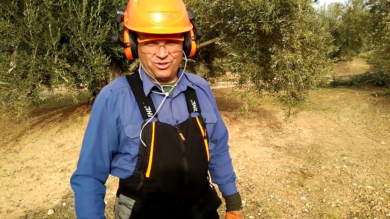 PODA OLIVO JAÉN ALCAUDETE VIDEO 2