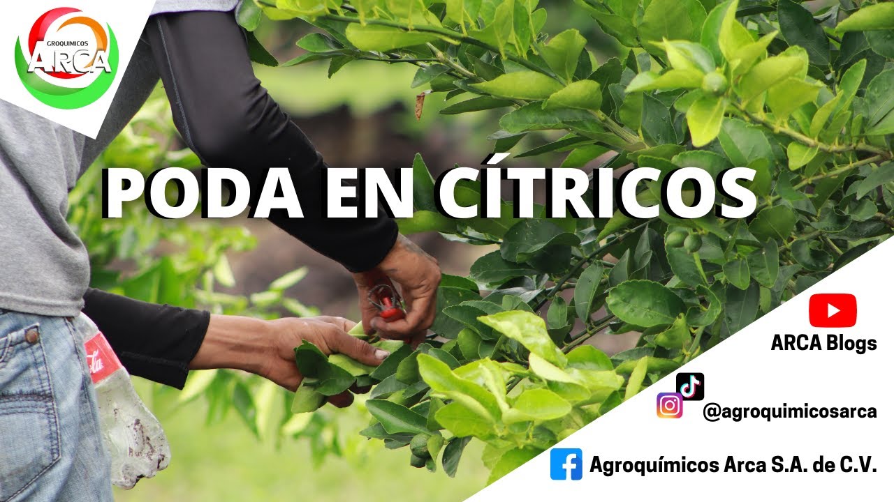 ¿CÓMO SE PODAN LOS CÍTRICOS?