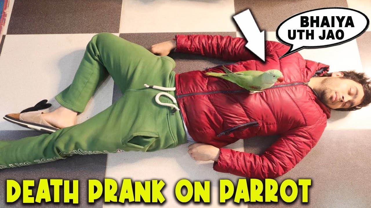 Fake Death Prank On My Parrot (MITHU)🦜*UNBELIEVABLE REACTION*😱