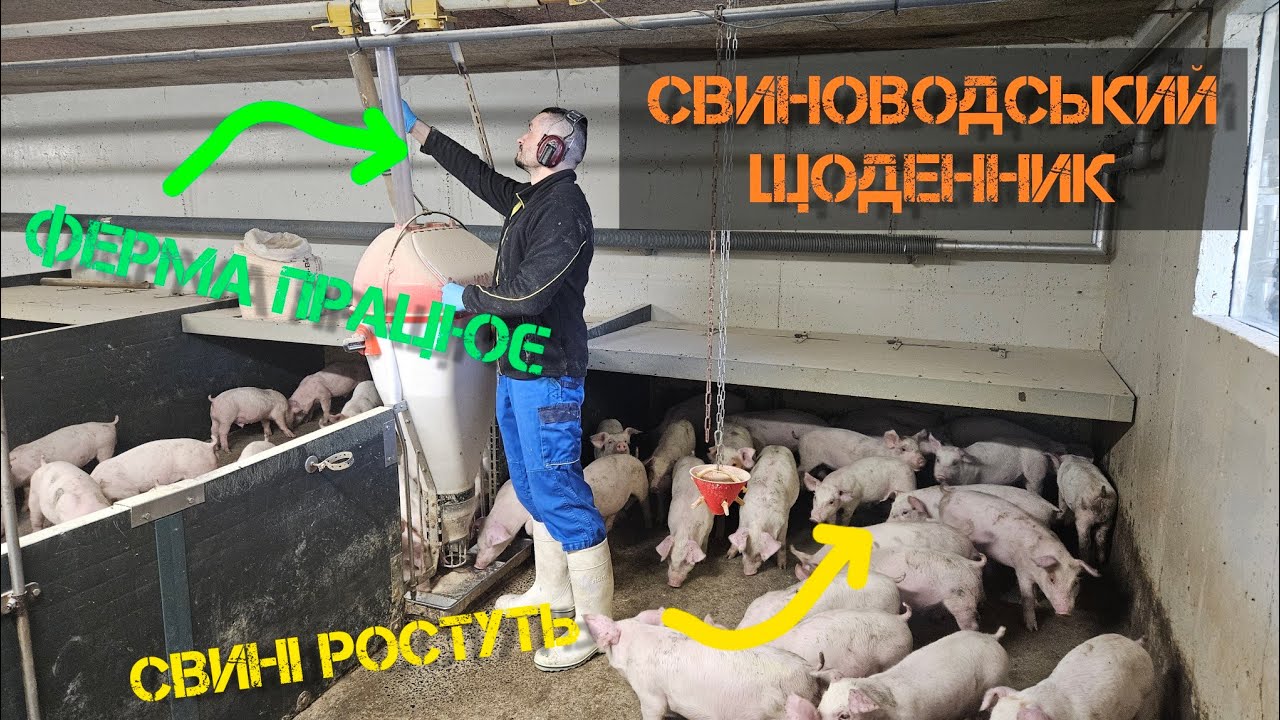 Свині ростуть, ферма на місці. Звіт по роботі.