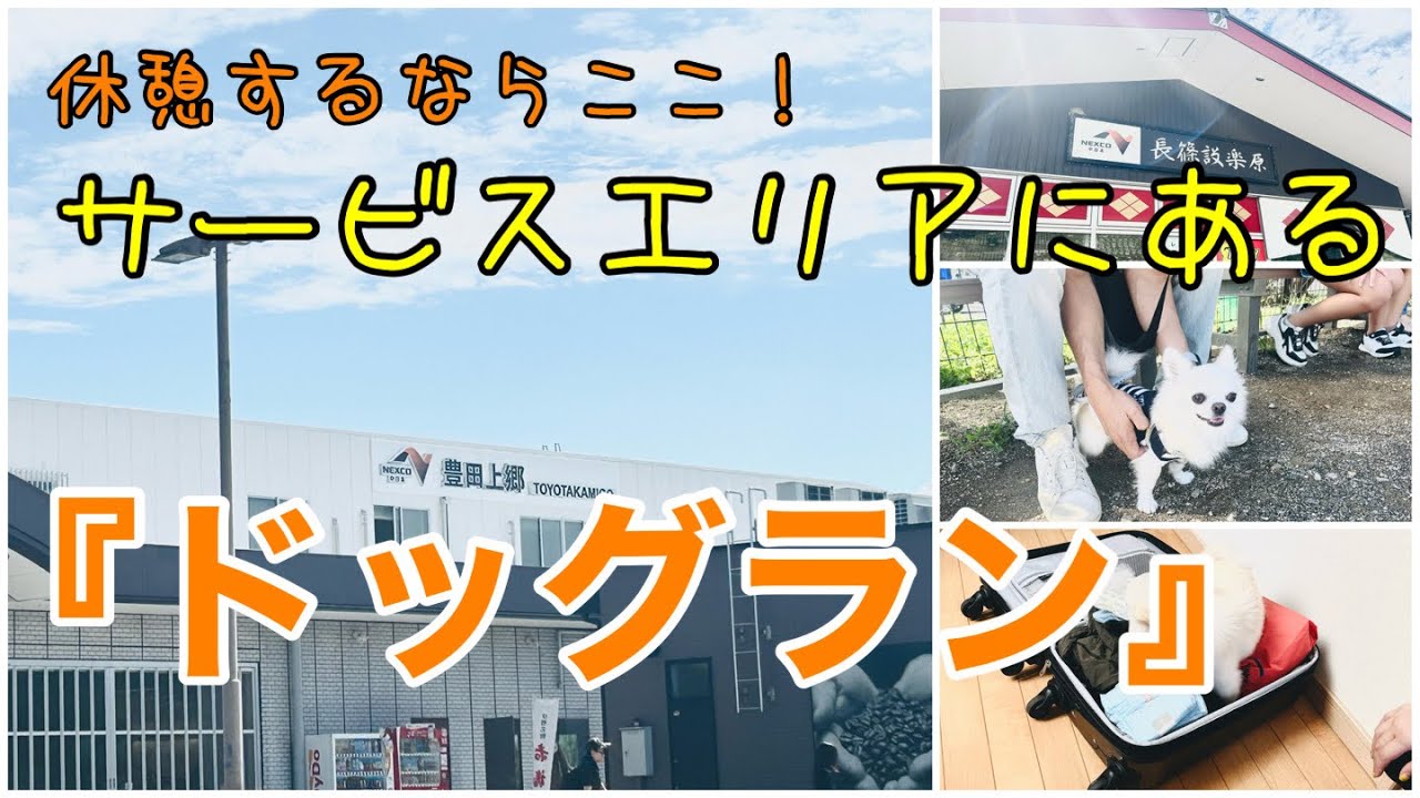 【チワワとお出かけ】旅の目的地は浜松市！豊田上郷SA&長篠設楽原PAは犬も喜ぶ休憩所だった！
